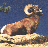 ram